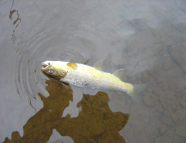 Llynfi Dulas red spotted Trout